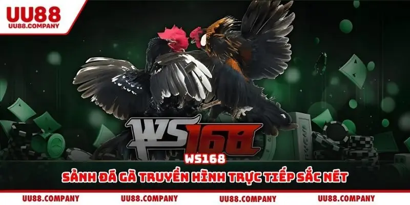 WS168 – Sảnh đá gà truyền hình trực tiếp sắc nét