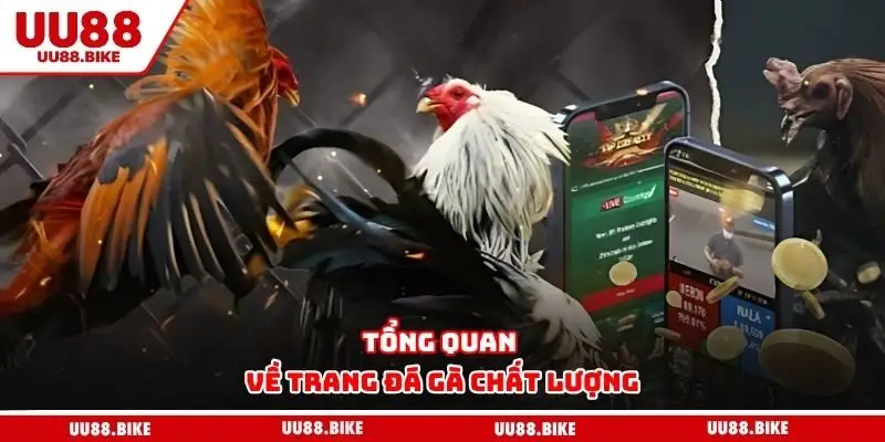 Tổng quan về trang đá gà chất lượng